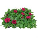 Afbeelding van Petunia P9 Pink
